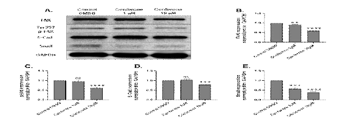 Conferone inhibited the expression of FAK and relative markers in the epithelial-mesenchymal transition. (A) Expression levels of FAK, p-FAK, E-Cadherin, and Snail were measured using western blot analysis (B-E). The chart shows protein expression levels normalized to GAPDH.