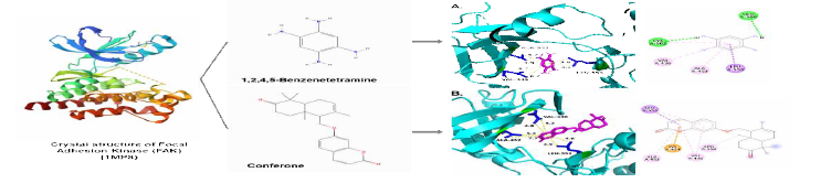 Structure-based model and docked binding with key residues in the active site of FAK and the two ligands. Representative compounds (A) FAK-inhibitor 1,2,4,5-Benzenetetramine and (B) Conferone