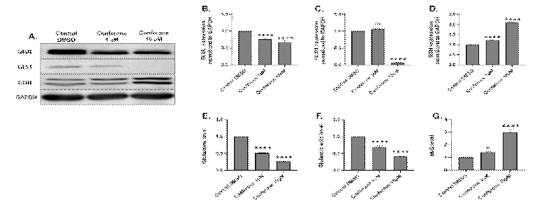 Conferone suppressed glutamine metabolism (A) Expression levels of GLUL, GLS111, and GDH were examined using western blot analysis. (B-D) The chart shows protein expression levels normalized to GAPDH (E-G) Levels of Gln,Glu, and alpha KG in control and Conferone-treated HCT116 cells were tested by quantitative analysis.