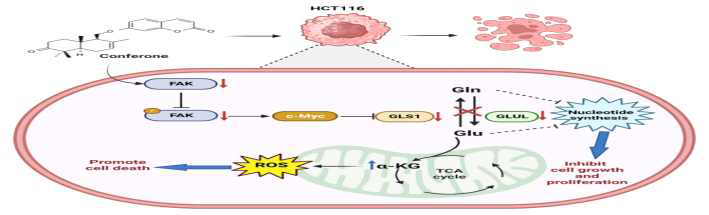 Signaling pathway that promoted the anticancer mechanism of Conferone by inhibiting the FAK pathways and glutaminolysis process.