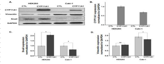 Effects of CYP11A1 overexpression on cancer (Caki-1) and normal kidney (HEK293) cell lines. (A) Western blot of CYP11A1, Vimentin, and Snail. (B, C, D) Protein expression levels normalized to GAPDH.