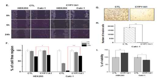 계속. Effects of CYP11A1 overexpression on cancer (Caki-1) and normal kidney (HEK293) cell lines. Inhibition of cell migration (E, F), invasion (G, H), and cell viability (I) after CYP11A1 transfection