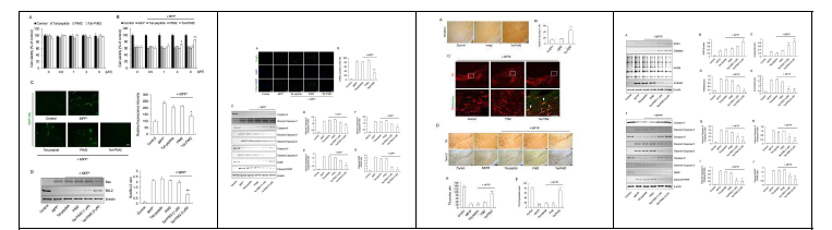 침투성 CPP-PIM2 단백질의 세포 보호 기전 연구, 파킨슨 모델 동물 연구(in vitro, invivo)