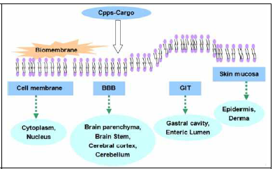 CPP의 (BBB : Blood Brain Barrier) 침투