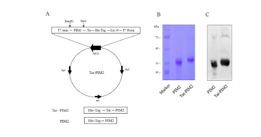 침투성 CPP-PIM2 벡터 개발 및 protein purification