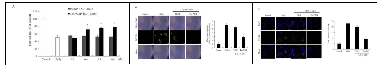 CPP-PIM2 융합 단백질의 산화스트레스로 인한 ROS level, DNA fragmentation 결과