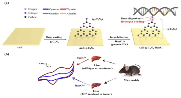 (a, top) Fabrication of the electrochemical sensor based on a g-C3N4-modified gold transducer for detecting 5hmC in genomic DNA. (b, bottom) Real-time electroꠓchemical detection of 5hmC in primary liver samples isolated from two murine models (conditional TET knockout m