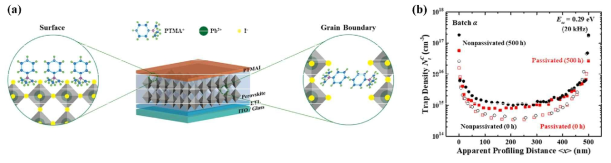 (a) PTMA가 페로브스카이트/전하전달층 계면와 벌크의 결정립계에서 결합력을 작용하는 것을 나타낸 모식도. (b) 대조군 (검정) 및 패시베이션 공정 사용 (빨강) 태양전지의 결함 농도의 공간적 분포를 DLCP 분석으로 측정한 결과. 500시간 고온 보관 시의 결함 농도 변화를 함께 나타냄