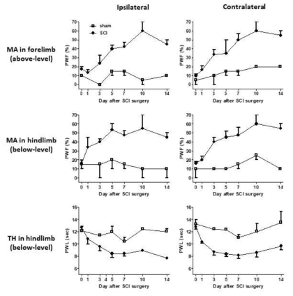척수 손상에 따른 above-level, below-level 통증의 날짜별 발현 양상. 손상 측(ipsilateral)뿐 아니라 손상 반대 측(contralateral)에서도 물리적 이질통 및 열적 통각과민증이 유사한 양상으로 나타남