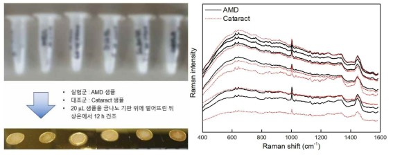 라만분광 측정용 액체 샘플 준비 과정(左), 라만분광신호 50개 평균 Raw data(右)
