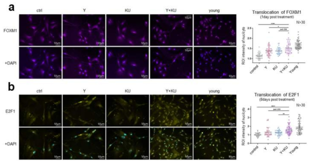 ATM kinase 및 ROCK kinase에 의한 세포주기 핵심 전사인자 – FOXM1(a)와 E2F1(b)의 translocation의 증가 확인 (Commun Biol (2022) 게재)