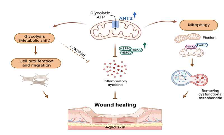 ANT2의 발현 조절을 통한 노화 피부의 상처 회복 촉진 기전