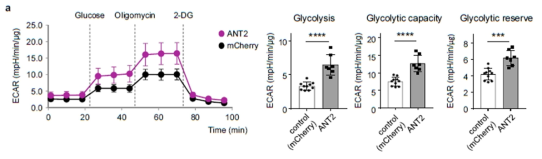 ANT2 과발현에 의한 해당과정(glycolysis)의 촉진