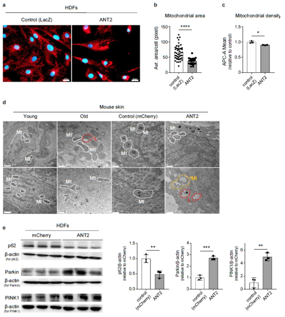 노화 조직에서 보이는 손상된 elongated 미토콘드리아가 ANT2 과발현 유도 시 mitophagy 활성화로 제거될 수 있음을 확인