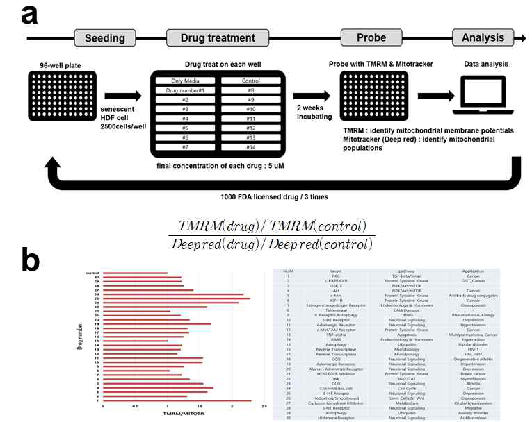 미토콘드리아 막전위차 개선물질 발굴을 위한 실험 개요(a) 및 1차 스크리닝 결과(b) (unpublished)