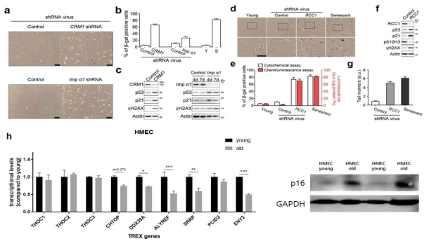 NCT 관련 유전자 – CRM1, Importin α, RCC1의 발현양 억제를 통한 세포노화의 유도확인 (a~g, Exp Mol Med, 2021) 및 HMEC에서의 노화에 따른 TREX machinery의 발현양 감소(h, Exp Mol Med, 2020)