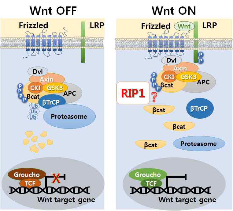 Wnt 신호 전달과 RIP1