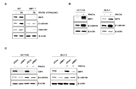 Wnt3a에 의한 RIP1과 β-catein의 발현 증가