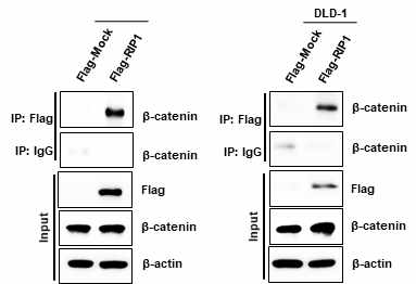 Wnt3a에 의한 RIP1과 β-catein 결합 증명