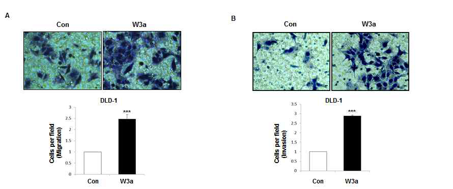 Wnt3a에 의한 세포 이동 및 침윤 증가