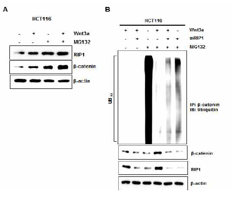 (A) wnt3a+ MG132 처리에 의한 RIP1과 β -catenin 발현 분석. (B) RIP1-siRNA transfection후 wnt3a 처리하여β-catenin의 ubiquitination 분석