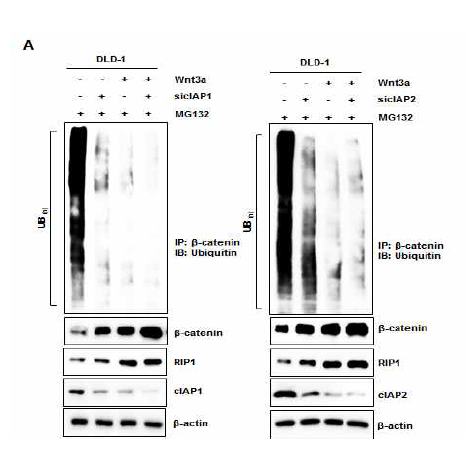 cIAP1/2-siRNA transfection후 wnt3a 처리하여 β -catenin의 ubiquitination 분석