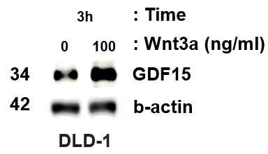 Wnt3a 처리 시 GDF15 발현