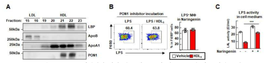PON1 저해제에 의한 장 유래 HDL의 내독소 중화 기능 변화 규명