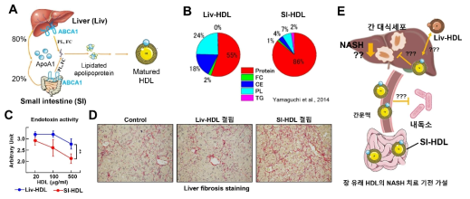 장 유래 HDL의 지방간 염증 완화 가능성