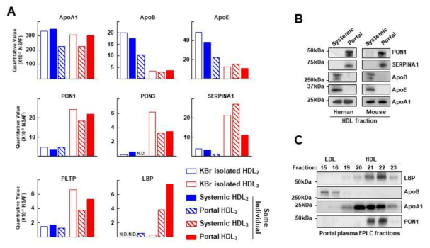 간문맥 혈액에 존재하는 HDL 구성 단백질 프로파일링