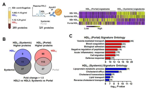 Portal 및 Systemic HDL의 단백질 심층 프로파일링
