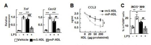 Portal 및 Systemic HDL에 의한 LPS 유도 염증 반응성 변화 관찰