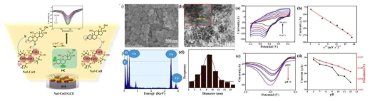 전기화학적 접근법을 통해 Naf-CoO을 이용 하이드로코르티손 검출 메커니즘 (a) SEM (b) TEM (c) EDX (d) CoO NP의 입자 크기 분포 히스토그램