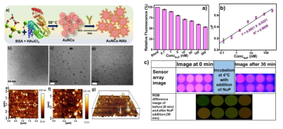 (a) AuNCs 합성 및 기능화의 도식적 표현(bd) 다양한 배율에서 합성된 AuNCs-NAb의 TEM 현미경 (ef) 다양한 배율에서 합성된 AuNCs-NAb의 AFM 이미지 (g) AuNCs의 해당 3D 이미지