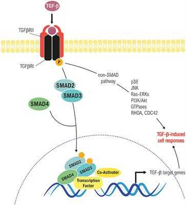 Smad를 경유한 TGF-β신호전달과정