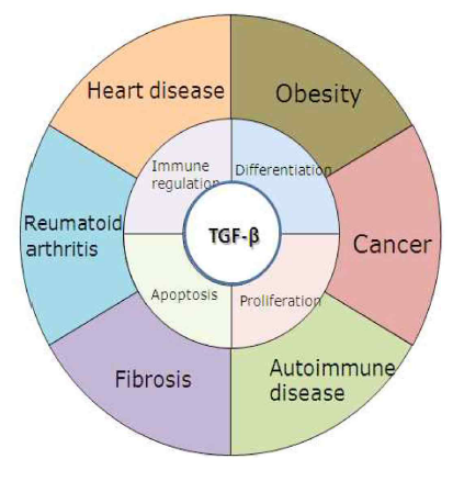 TGF-β에 의해 유발되는 질환들