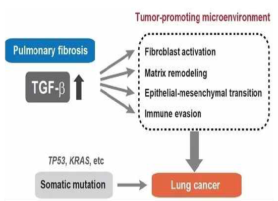 TGF-β에 의해 폐암유발