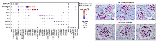 여러 신장 특이적 세포에서의 노화에 따른 lncRNA 발현 변화 및 ISH 기반 검증