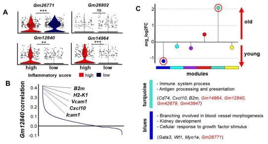 A. mesangial 세포에서 염증 점수에 따른 lncRNA의 발현 차이. B. LncRNA인 Gm12840과 높은 상관성을 보이는 유전자. C. co-expression 분석을 통한 공동 발현 전사체 확인. 노화에서 증감하는 모듈 및 각 모듈을 구성하는 전사체 및 생물학적 기능 확인