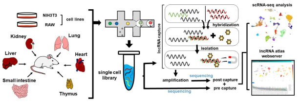 단일 세포 수준에서 lncRNA 및 전사체 라이브러리 제작 workflow