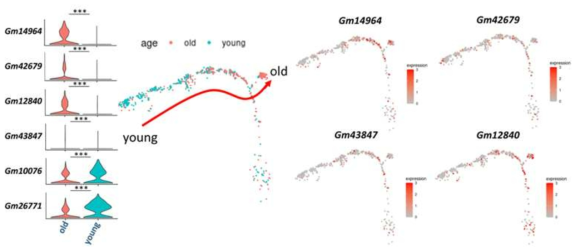 Mesangial cell에서 정상과 노화 특이적으로 발현하는 lncRNA 발현 차이(왼쪽). 정상에서 노화로 진행되는 trajectory 및 trajectory에서의 lncRNA 발현 변화
