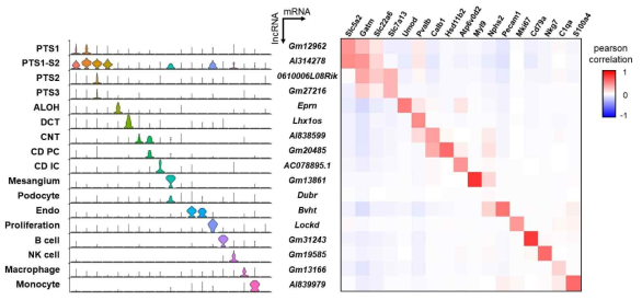 신장의 각 조직에서 differentially expressed lncRNA 및 marker 유전자와의 correlation