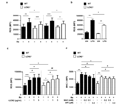 Lipocalin 2 단백질 발현조절에 따른 세포 내 활성산소 생성 및 MHC I 발현 분석