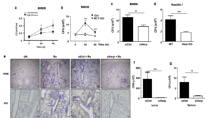 세포 내 glydolysis 조절 및 Phgdh, Herpud1 단백질 발현 조절이 세포 내 결핵균 성장에 미치는 영향