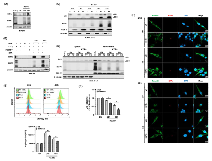 BNIP3 발현조절에 따른 미토콘드리아 활성 및 mitophagy 분석