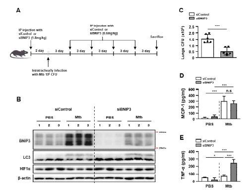 감염동물모델에서 BNIP3 발현조절에 따른 결핵균 제어능 평가