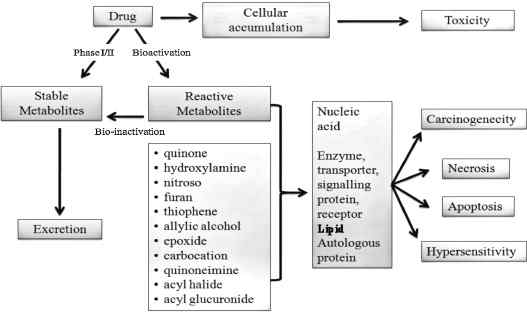 약물대사과정과 독성 모식도