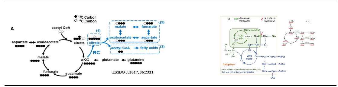 13C glutamine을 활용한 metabolic tracing