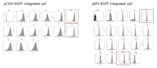 GFP 발현 단일 클론 분석 결과