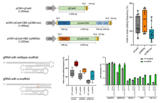 초소형 Cas9을 이용한 염기교정기술개발과 엔지니어링을 이용한 성능개선연구